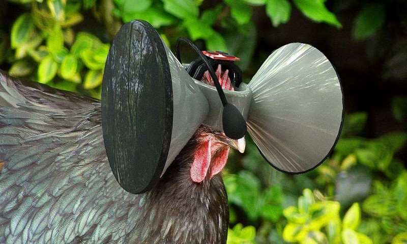 Шлем виртуальной реальности для кур