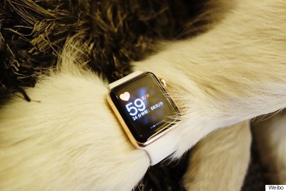 Китайская собака носит золотые Apple Watch Edition